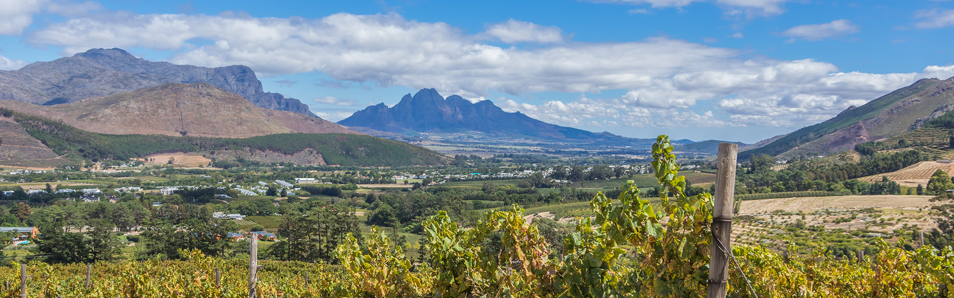 Robert Parker The Wine Advocate