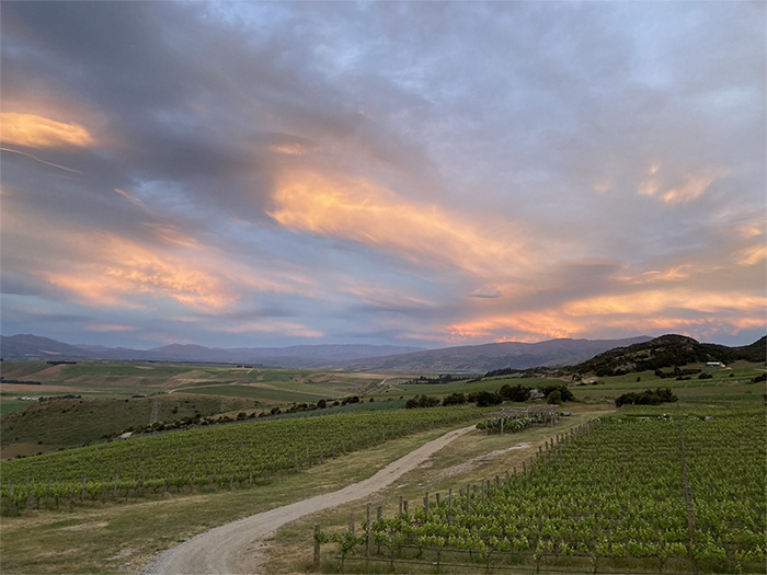 New Zealand: Pinot Noir from the Land of Plenty - Article